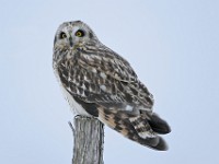 IMG 2223c  Short-eared Owl (Asio flammeus)